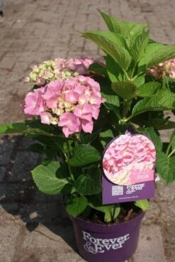 Hortensia Roze (Hydrangea 'Forever&Ever' Pink) -Kleine Bomen Verkoopwinkel hydrangea forever ever pink 4