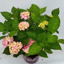 Hortensia Roze (Hydrangea 'Forever&Ever' Pink) -Kleine Bomen Verkoopwinkel hydrangea forever ever pink hoek 17 10