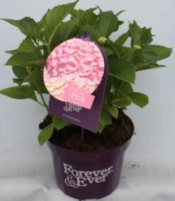 Hortensia Roze (Hydrangea 'Forever&Ever' Pink) -Kleine Bomen Verkoopwinkel hydrangea forever ever pink voor bewerkt