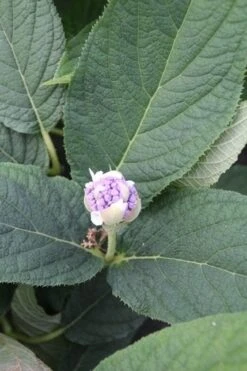 Hortensia (Hydrangea Involucrata) -Kleine Bomen Verkoopwinkel hydrangea involucrata 5