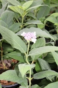 Hortensia (Hydrangea Involucrata) -Kleine Bomen Verkoopwinkel hydrangea involucrata 2