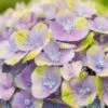 Hortensia (Hydrangea 'Magical Jewel Blue')