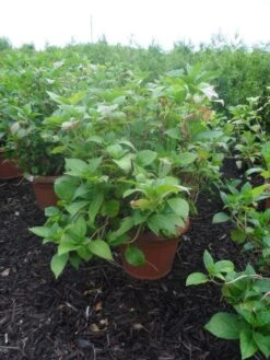 Hortensia (Hydrangea Macrophylla 'Soeur Therese') -Kleine Bomen Verkoopwinkel hydrangea macrophylla soeur therese c50