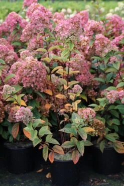 Pluimhortensia (Hydrangea Paniculata 'Sundae Fraise') -Kleine Bomen Verkoopwinkel hydrangea pan sundae fraise 3 2.5 frank elst