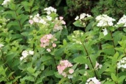 Pluimhortensia (Hydrangea Paniculata 'Dart's Little Dot') -Kleine Bomen Verkoopwinkel hydrangea paniculata darts little dot 3