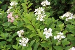 Pluimhortensia (Hydrangea Paniculata 'Dart's Little Dot') -Kleine Bomen Verkoopwinkel hydrangea paniculata darts little dot 4