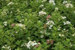 Pluimhortensia (Hydrangea Paniculata 'Dart's Little Dot') -Kleine Bomen Verkoopwinkel hydrangea paniculata darts little dot 7