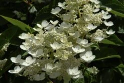 Pluimhortensia (Hydrangea Paniculata 'Dharuma')