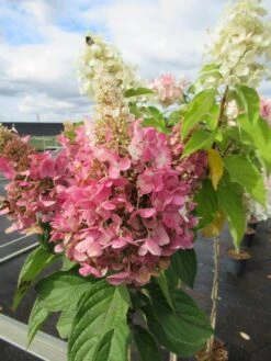 Pluimhortensia Op Stam (Hydrangea Paniculata 'Pinky Winky') -Kleine Bomen Verkoopwinkel hydrangea paniculata pinky winky 2 1 1