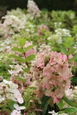 Pluimhortensia (Hydrangea Paniculata 'Unique') -Kleine Bomen Verkoopwinkel hydrangea paniculata unique 1