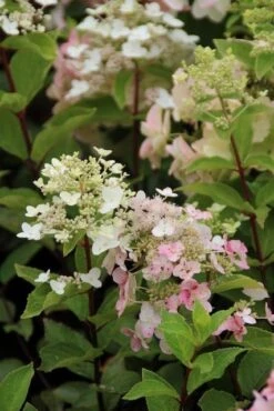 Pluimhortensia (Hydrangea Paniculata 'Unique') -Kleine Bomen Verkoopwinkel hydrangea paniculata unique 2