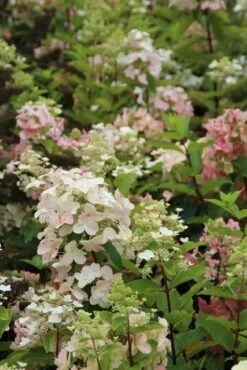 Pluimhortensia (Hydrangea Paniculata 'Unique') -Kleine Bomen Verkoopwinkel hydrangea paniculata unique 3