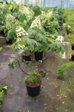 Eikenbladhortensia (Hydrangea Quercifolia) -Kleine Bomen Verkoopwinkel hydrangea quercifolia