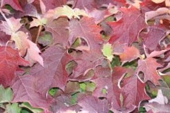 Eikenbladhortensia (Hydrangea Quercifolia) -Kleine Bomen Verkoopwinkel hydrangea quercifolia 1