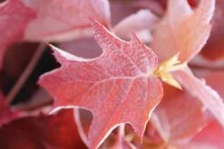 Eikenbladhortensia (Hydrangea Quercifolia) -Kleine Bomen Verkoopwinkel hydrangea quercifolia 2