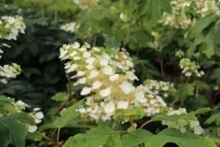 Eikenbladhortensia (Hydrangea Quercifolia) -Kleine Bomen Verkoopwinkel hydrangea quercifolia 2 1