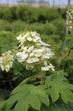 Eikenbladhortensia (Hydrangea Quercifolia) -Kleine Bomen Verkoopwinkel hydrangea quercifolia 3