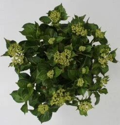 Hortensia Red Reggae (Hydrangea 'Music Collection') -Kleine Bomen Verkoopwinkel hydrangea red reggae c5 4