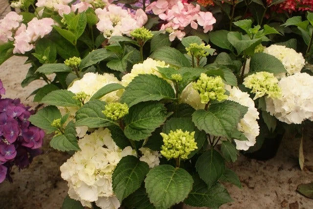 Hortensia (Hydrangea Macrophylla 'Schneeball') 2 Hortensia (Hydrangea Macrophylla 'Schneeball') - Afbeelding 2