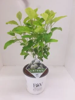 Hortensia (Hydrangea 'Strong Annabelle') -Kleine Bomen Verkoopwinkel hydrangea strong annabel