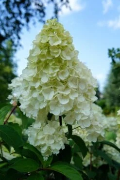 Pluimhortensia (Hydrangea Paniculata 'Sundae Fraise') -Kleine Bomen Verkoopwinkel hydrangea sundae fraise 01
