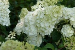 Pluimhortensia (Hydrangea Paniculata 'Sundae Fraise') -Kleine Bomen Verkoopwinkel hydrangea sundae fraise 02