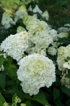 Pluimhortensia (Hydrangea Paniculata 'Sundae Fraise') -Kleine Bomen Verkoopwinkel hydrangea sundae fraise 03