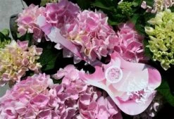 Hortensia Soft Pink Salsa (Hydrangea 'Music Collection') -Kleine Bomen Verkoopwinkel hydrangeasoftpinksalsa01 1