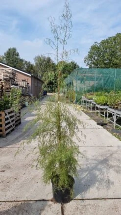Berk (Betula Pendula 'Karaca') -Kleine Bomen Verkoopwinkel img 20210917 wa0021