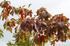 Sassafras (Sassafras Albidum) -Kleine Bomen Verkoopwinkel img 1522