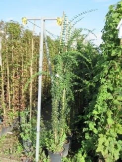 Jasmijn (Jasminum Officinale) -Kleine Bomen Verkoopwinkel jasminum officinale 175 200