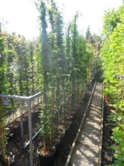 Jasmijn (Jasminum Officinale) -Kleine Bomen Verkoopwinkel jasminum officinale 175 200 c10