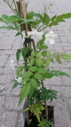 Jasmijn (Jasminum Officinale) -Kleine Bomen Verkoopwinkel jasminum officinale 2
