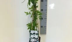 Jasmijn (Jasminum Officinale) -Kleine Bomen Verkoopwinkel jasminum officinalis 50 60 c2 1