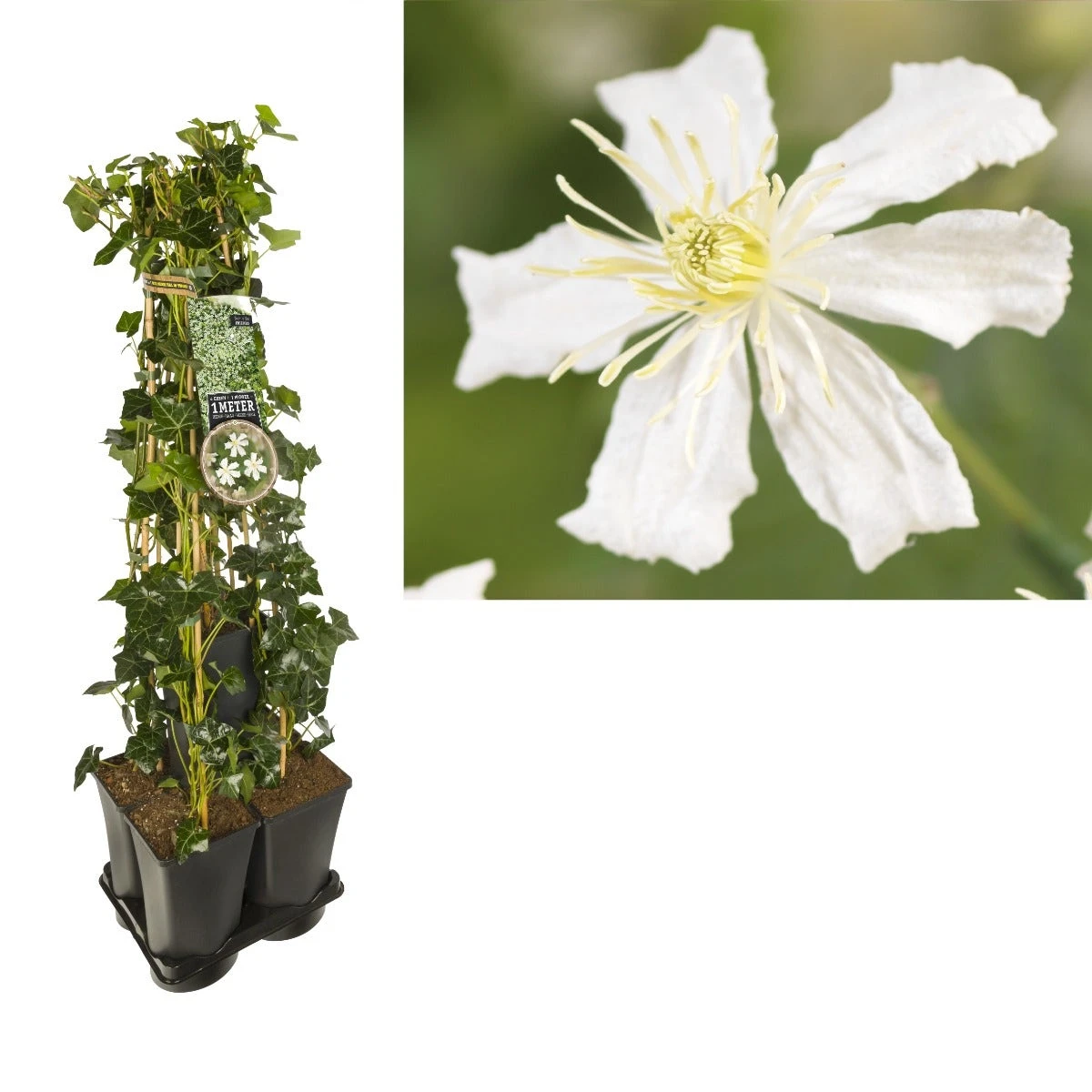 Hedera-Clematis Mix Haag (Paul Farges) 1 Hedera-Clematis Mix Haag (Paul Farges)