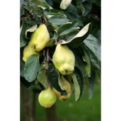 Kweepeer (Cydonia Oblonga 'Rea's Mammoth')