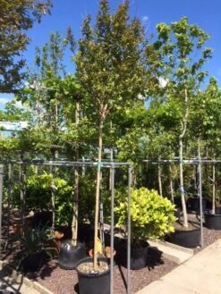 Roze Lagerstroemia Als Boom (Lagerstroemia Indica) -Kleine Bomen Verkoopwinkel lagerstroemia indica 10 12ho