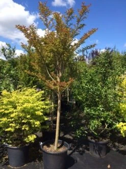 Roze Lagerstroemia Als Boom (Lagerstroemia Indica) -Kleine Bomen Verkoopwinkel lagerstroemia indica halfstam 14 16
