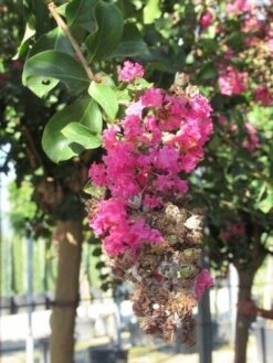 Roze Lagerstroemia Als Boom (Lagerstroemia Indica) -Kleine Bomen Verkoopwinkel lagerstroemia indica roze 11