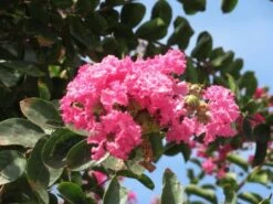 Roze Lagerstroemia Als Boom (Lagerstroemia Indica) -Kleine Bomen Verkoopwinkel lagerstroemia indica roze 3