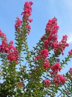 Roze Lagerstroemia Als Boom (Lagerstroemia Indica) -Kleine Bomen Verkoopwinkel lagerstroemia indica roze 5