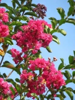 Roze Lagerstroemia Als Boom (Lagerstroemia Indica) -Kleine Bomen Verkoopwinkel lagerstroemia indica roze 6