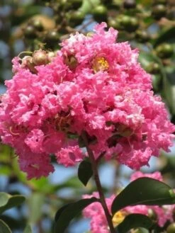 Roze Lagerstroemia Als Boom (Lagerstroemia Indica) -Kleine Bomen Verkoopwinkel lagerstroemia indica roze 7