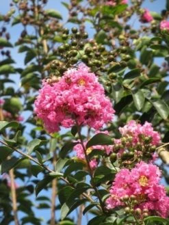 Roze Lagerstroemia Als Boom (Lagerstroemia Indica) -Kleine Bomen Verkoopwinkel lagerstroemia indica roze 8