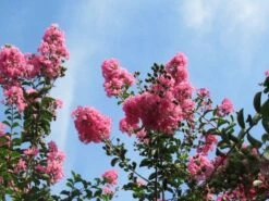 Roze Lagerstroemia Als Boom (Lagerstroemia Indica) -Kleine Bomen Verkoopwinkel lagerstroemia indica roze 9