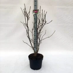 Beverboom (Magnolia Liliiflora 'Nigra') -Kleine Bomen Verkoopwinkel m. lil. nigra c10 1