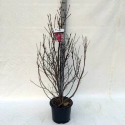 Beverboom, Struik (Magnolia Susan) -Kleine Bomen Verkoopwinkel ma. susan c15 125 150 cm 1