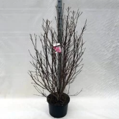 Beverboom, Struik (Magnolia Susan) -Kleine Bomen Verkoopwinkel ma. susan c15 150 cm