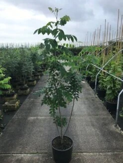 Maackia (Maackia Amurensis) 7 Maackia (Maackia Amurensis) -Kleine Bomen Verkoopwinkel maackia amurensis c20 2 002