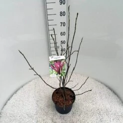 Beverboom (Magnolia Liliiflora 'Nigra') -Kleine Bomen Verkoopwinkel mag. lil. nigra c5